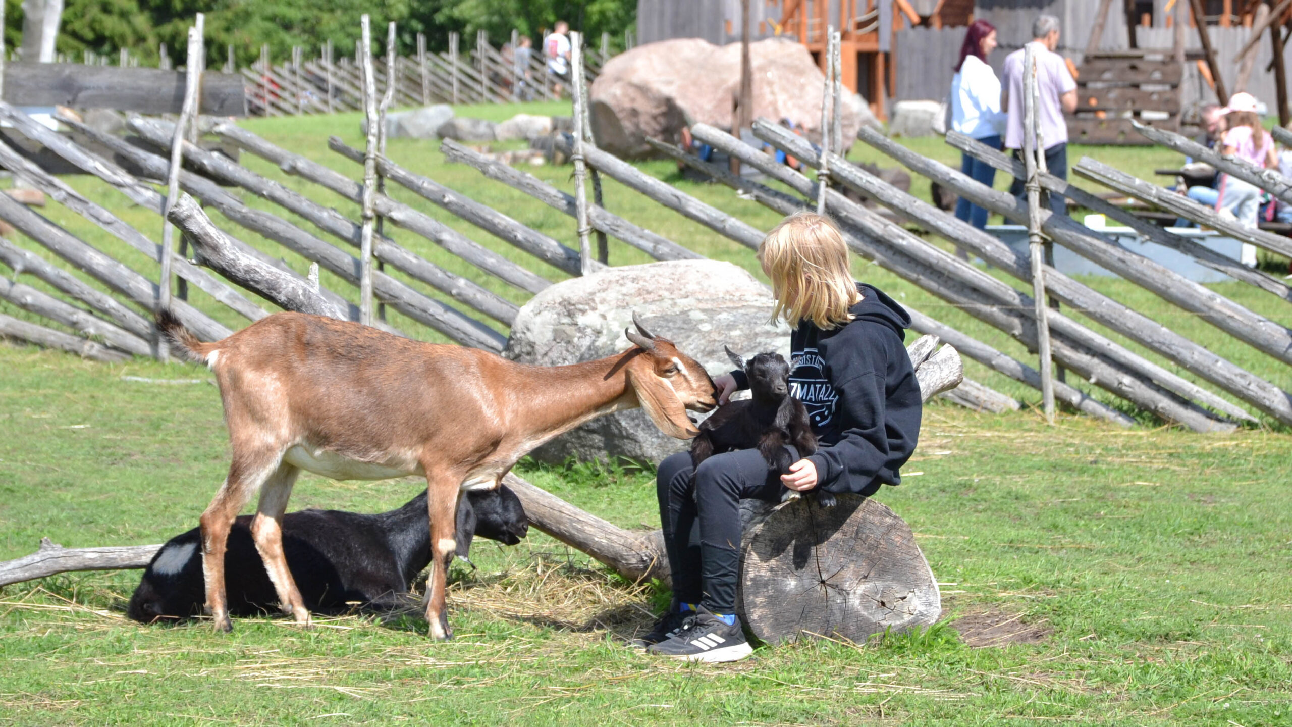 Asva viikingiküla loomapark